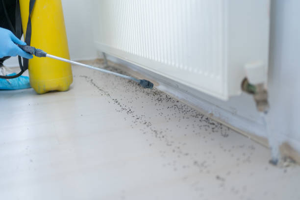 Best Termite Control Services  in Catalina Foothills, AZ